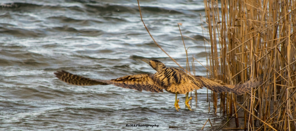 Roerdomp. - Vogels - Roerdomp.