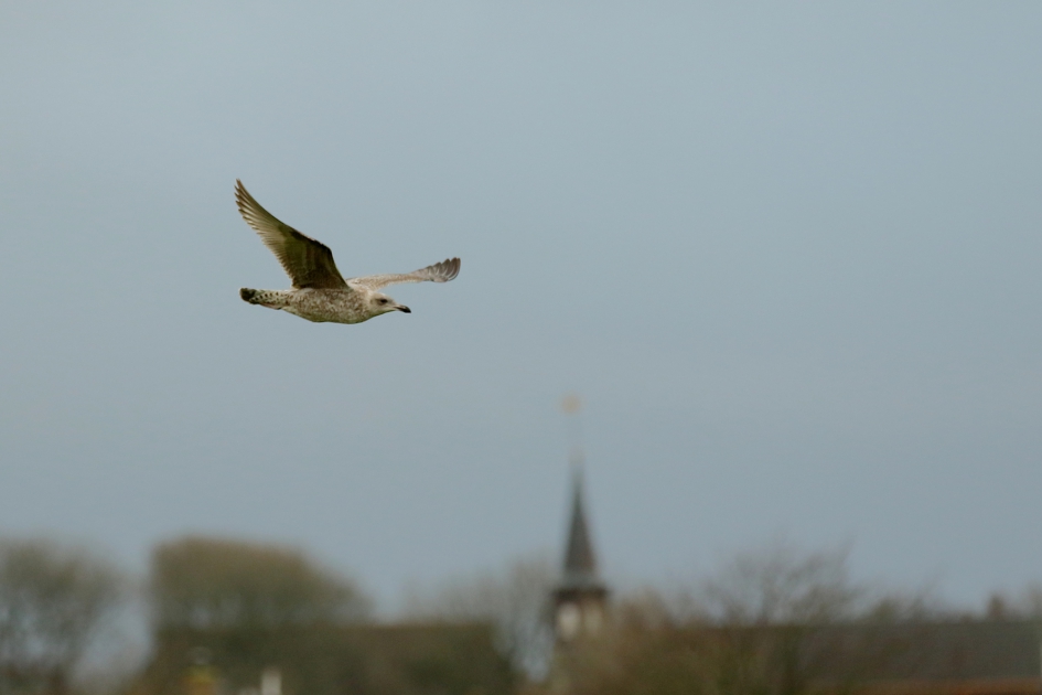 rondje rond de kerk - Vogels - zilvermeeuw