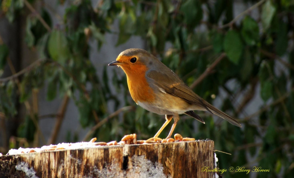 Roodborstje - Vogels - Roodborstje