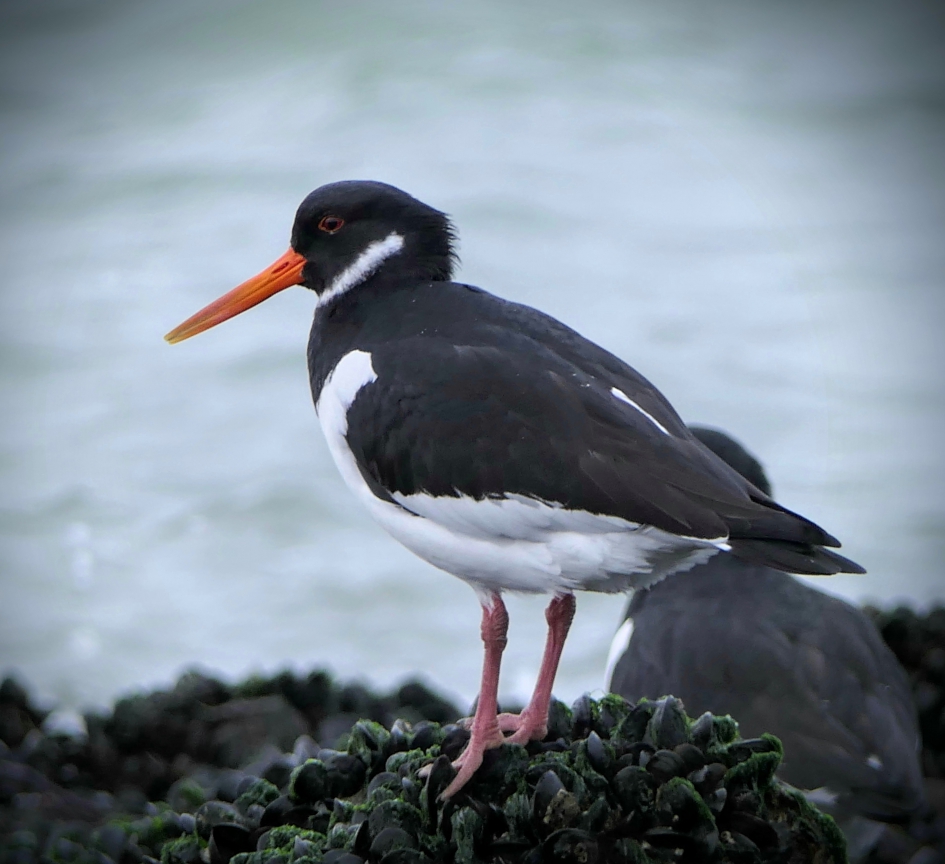 Roodoogje - Vogels - Scholekster