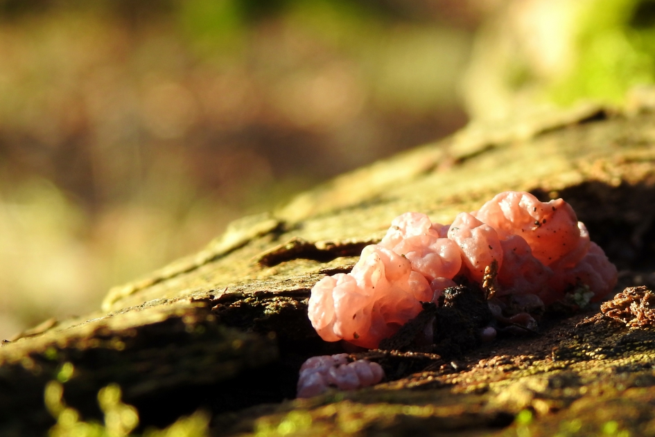 Roze gelei - Schimmels - Zakjestrilzwam