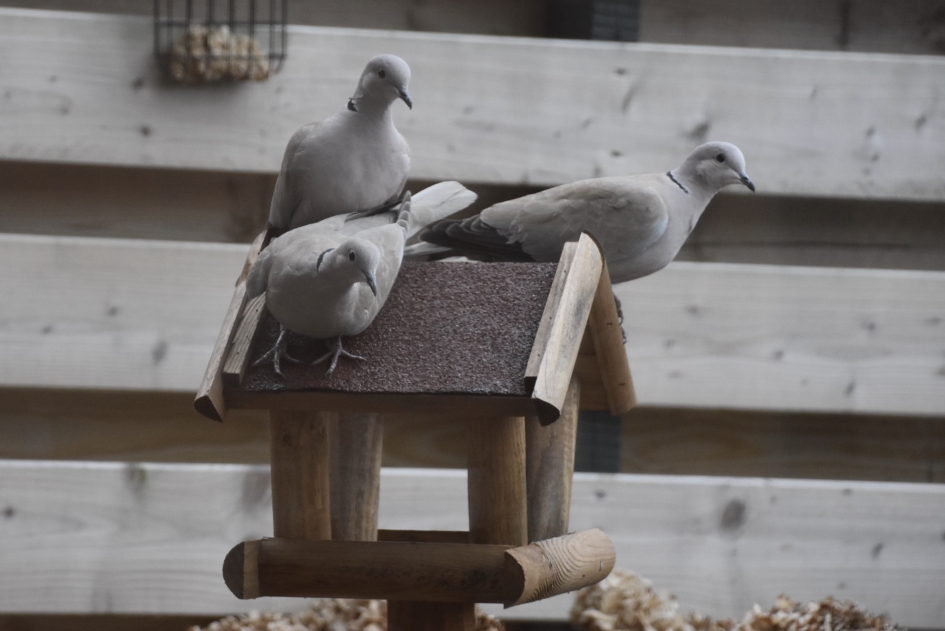 Samen op een huisje - Vogels - 