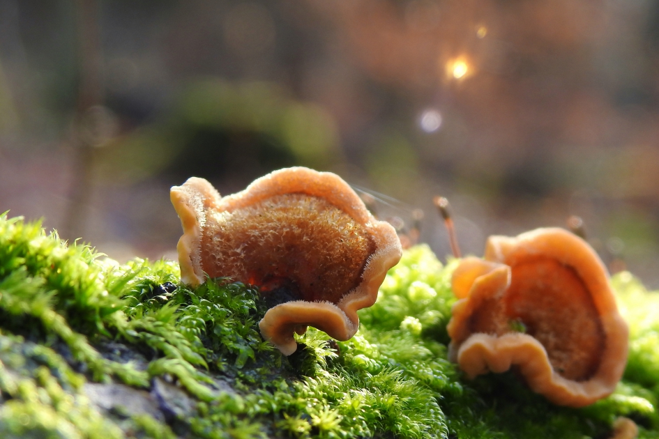 Schijnhoedjes - Schimmels - Gele korstzwam