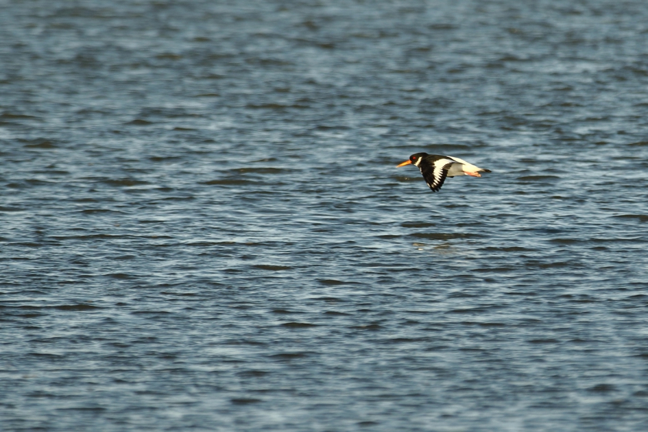 scholekster - Vogels - scholekster