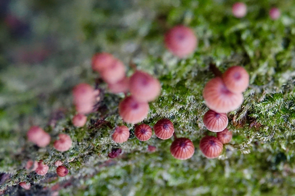 Schorsmycena - Schimmels - Schorsmycena