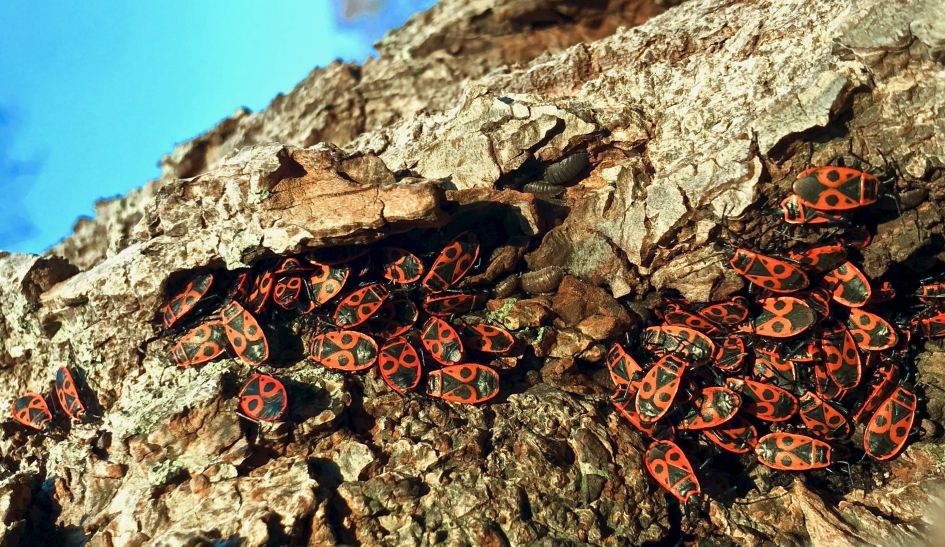 Schuilend bij elkaar - Geleedpotigen - Vuurwants