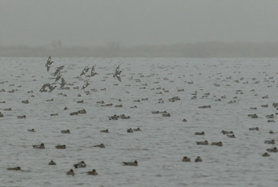 smienten -  heel veel smienten - Vogels - smient