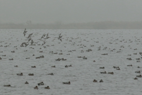 smienten -  heel veel smienten