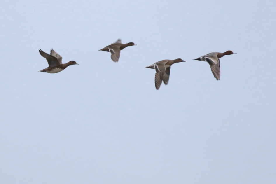 smienten - Vogels - smient