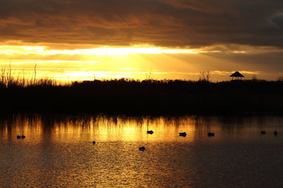 smienten in de Jan Durkspolder - Weer en landschap - smient