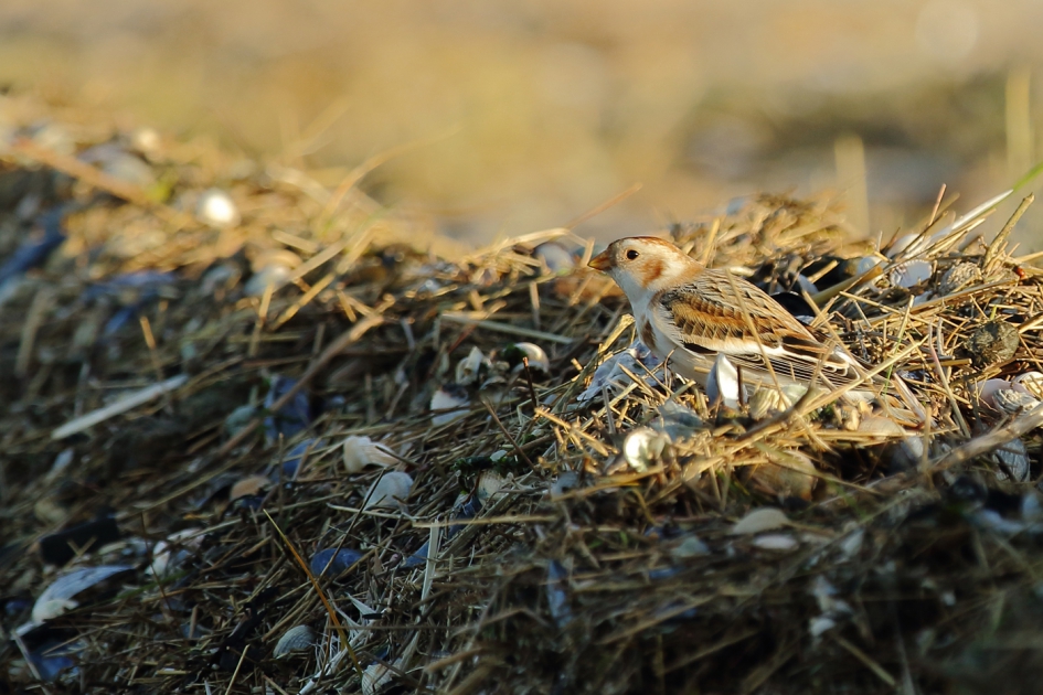 sneeuwgors - Vogels - sneeuwgors