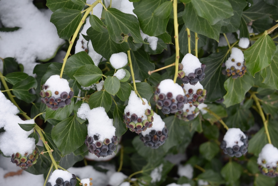 Sneeuwhoedjes - Planten - 