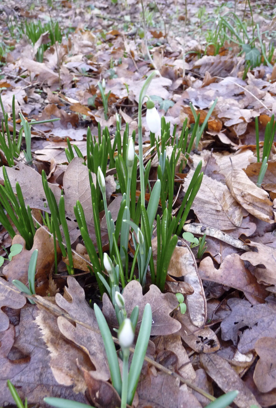 Sneeuwklokje - Planten - 