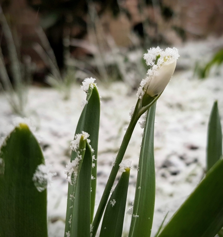 Sneeuwklokje met.....