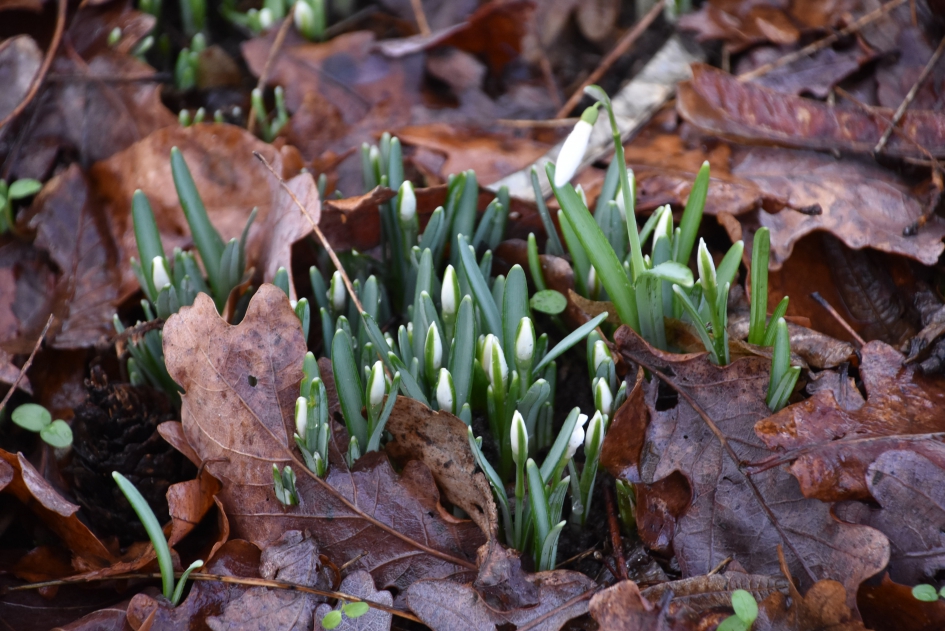 Sneeuwklokjes - Planten - 