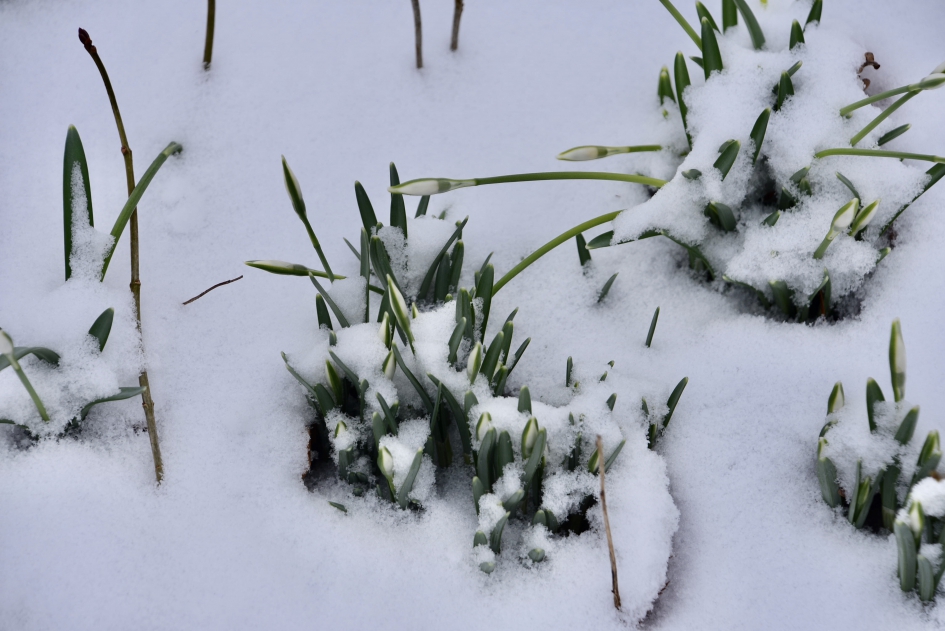 Sneeuwklokjes in de sneeuw - Planten - 