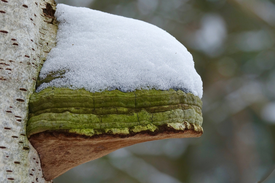 Sneeuwmuts - Schimmels - 