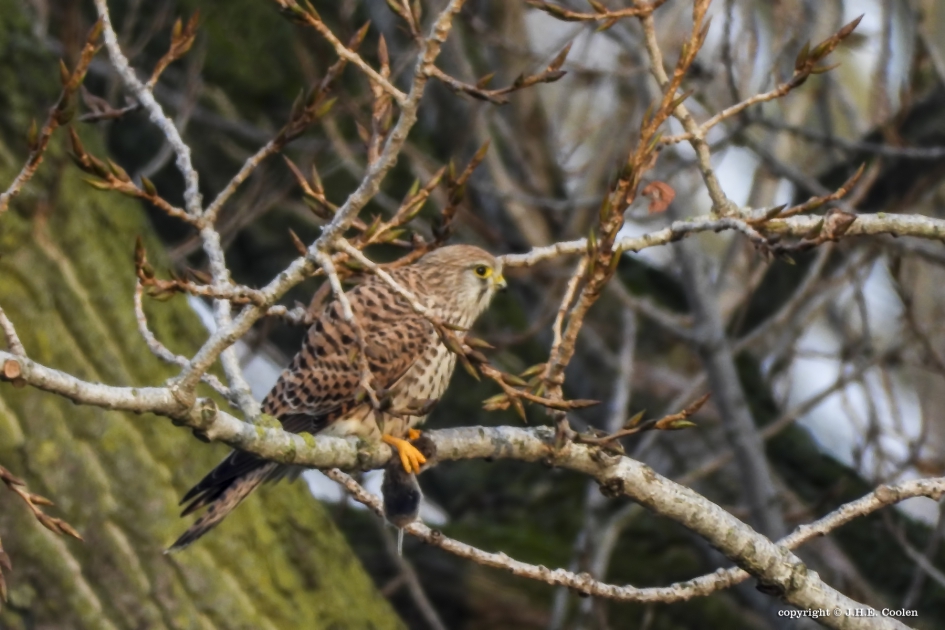 Snelle hap 1 - Vogels - Torenvalk