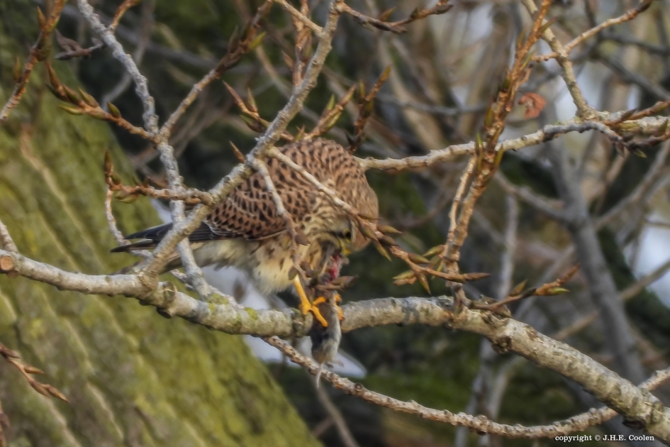 Snelle hap 2 - Vogels - Torenvalk