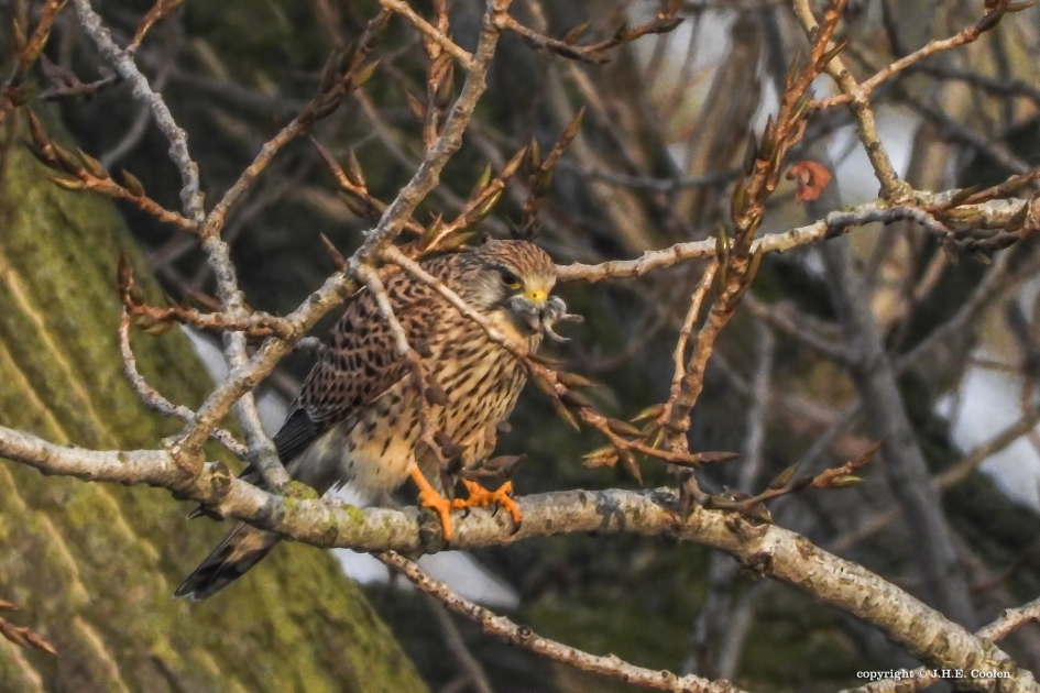Snelle hap 3 - Vogels - Torenvalk