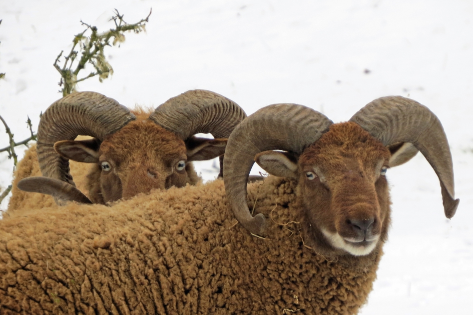 Soayschapen - Zoogdieren - 