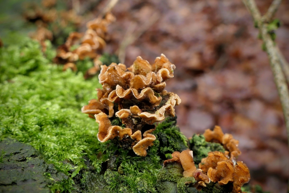 Gele korstzwam - Schimmels - Gele korstzwam