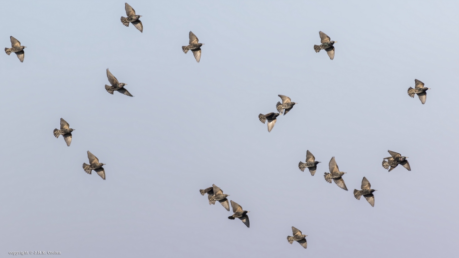 Spreeuw(en) - Vogels - Spreeuw