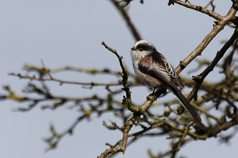 staartmees - Vogels - staartmees