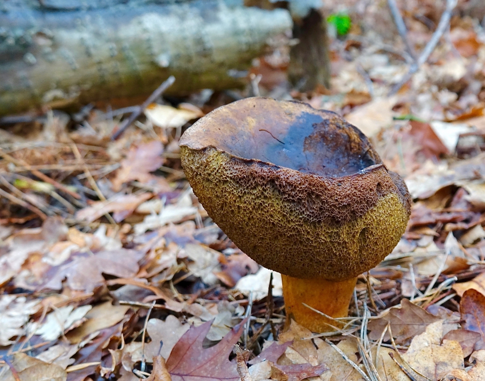 Statig oudje - Schimmels - Boleet