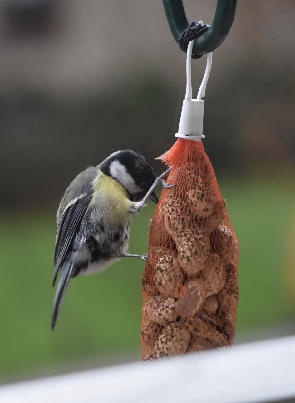 Sterke pootjes - Vogels - 