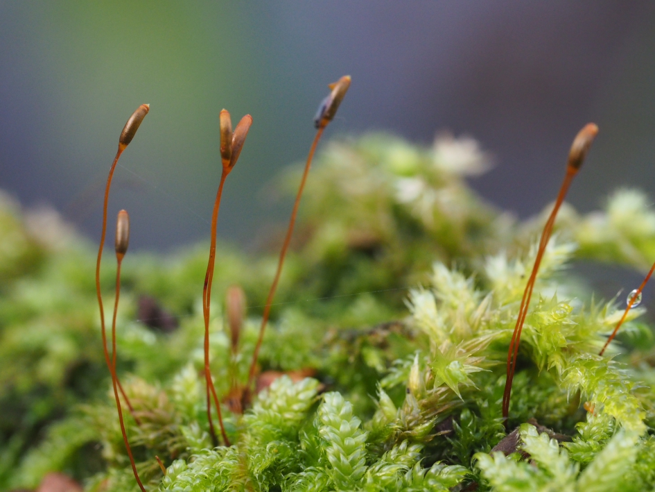 Stilleven 2 - Planten - 