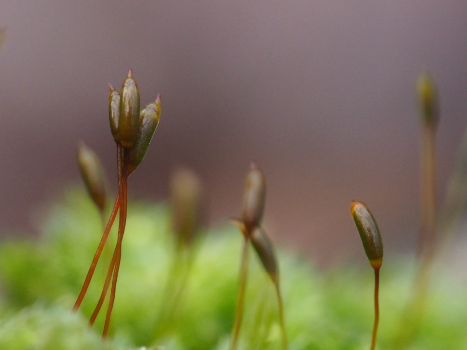 Stilleven - Planten - 