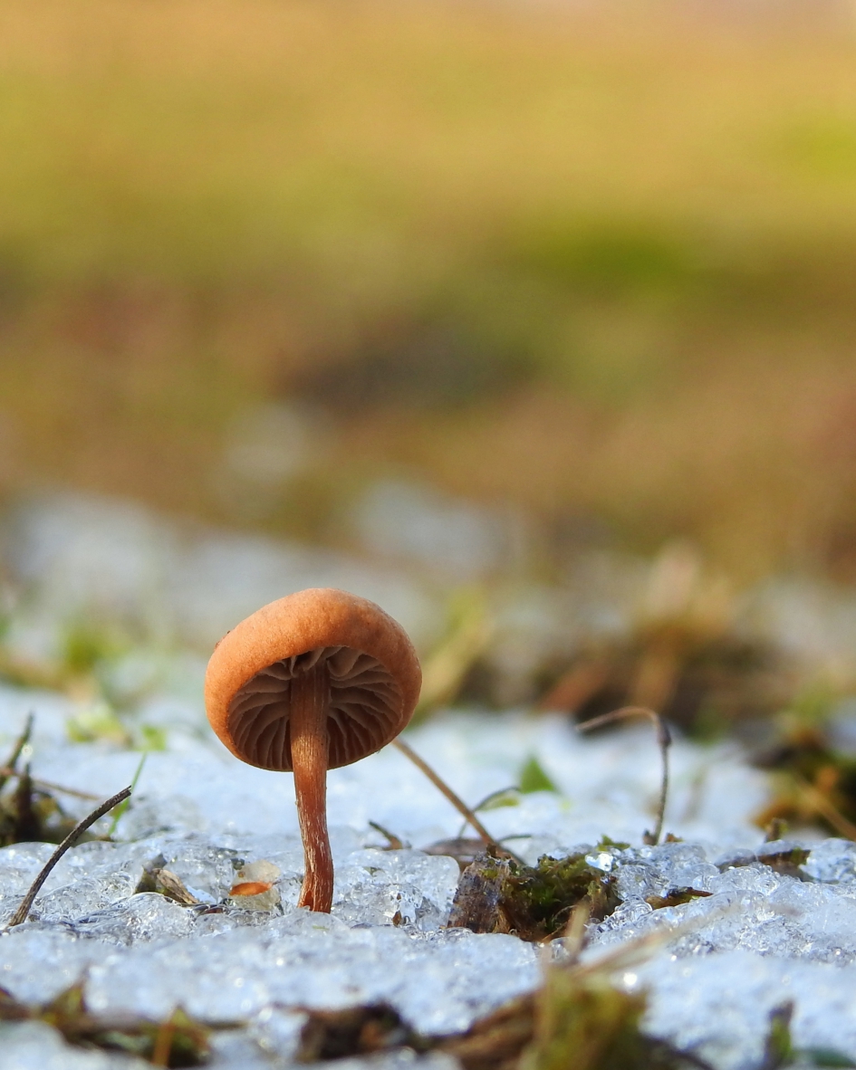 Stoer en onverzettelijk - Schimmels - 