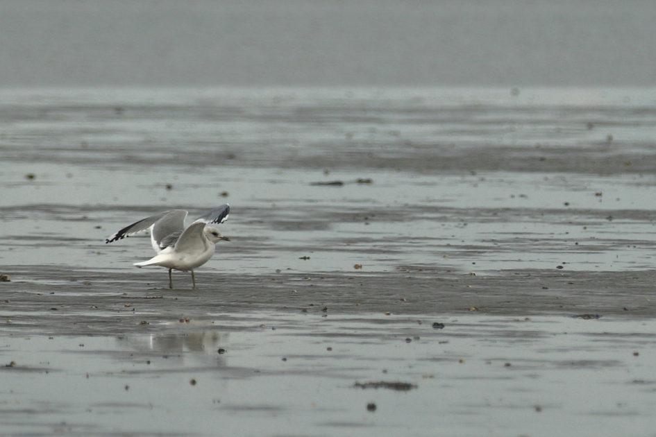stormmeeuw - Vogels - stormmeeuw