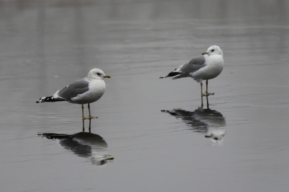 stormmeeuwen - Vogels - stormmeeuw
