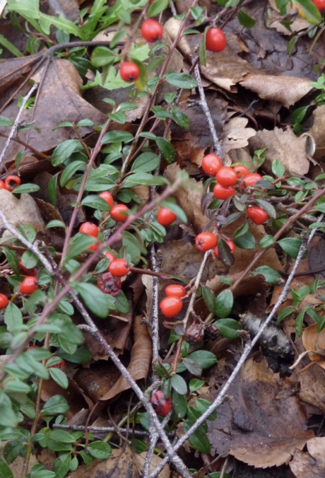 Struik met rode bessen