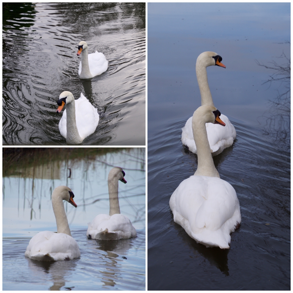 Synchroon zwemmen - Vogels - Knobbelzwaan