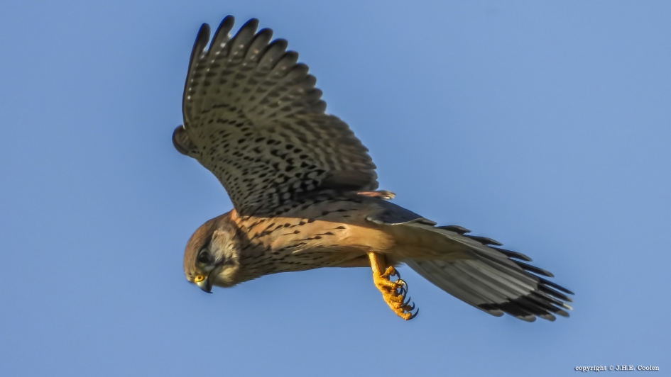 Torenvalk - Vogels - Torenvalk