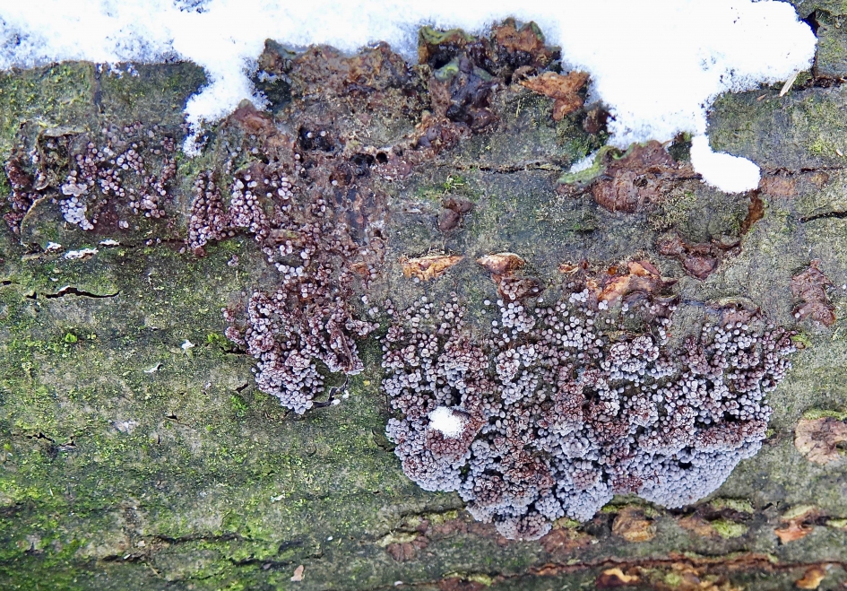 Troskalknetje 3 - Schimmels - Troskalknetje