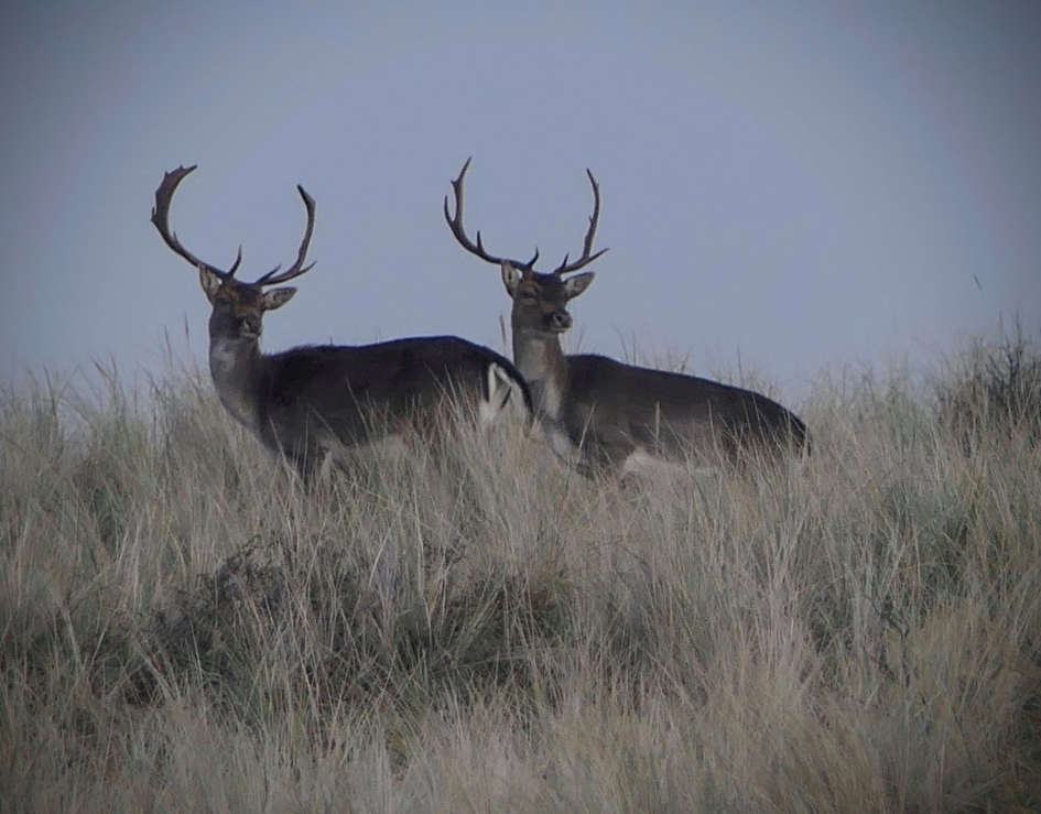 Tweeling - Zoogdieren - Damhert