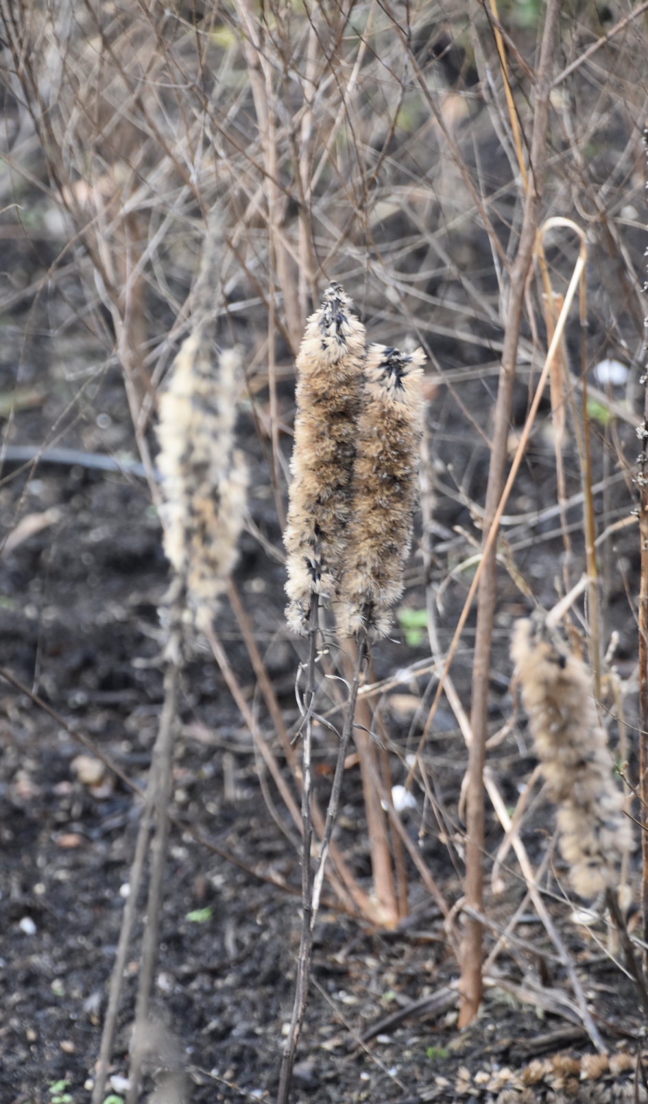 Uitgebloeid - Planten - 