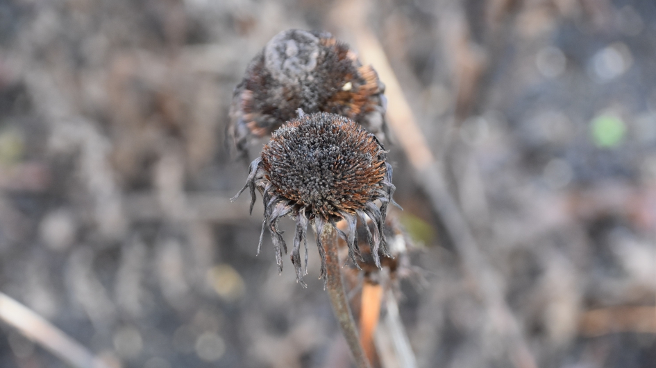 Uitgebloeide zonnehoed - Planten - 