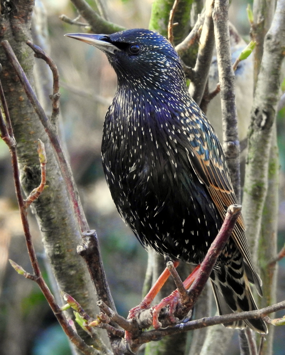 Van top tot teen - Vogels - Spreeuw