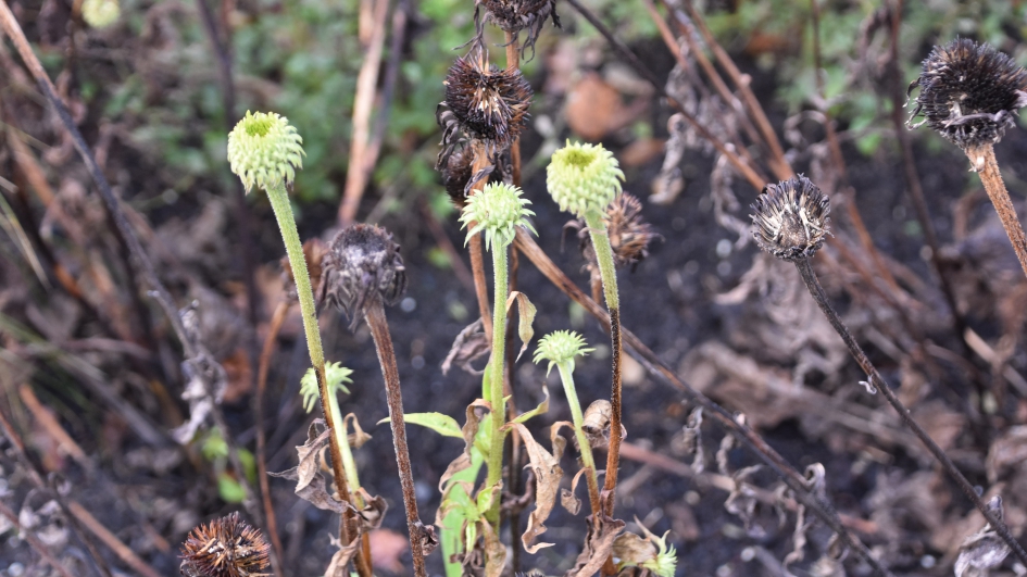 Vergane glorie... - Planten - 
