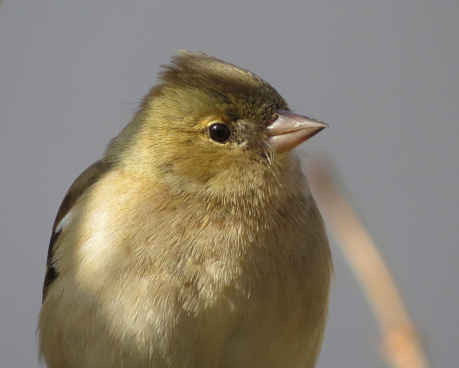 Vink-meisje - Vogels - Vink
