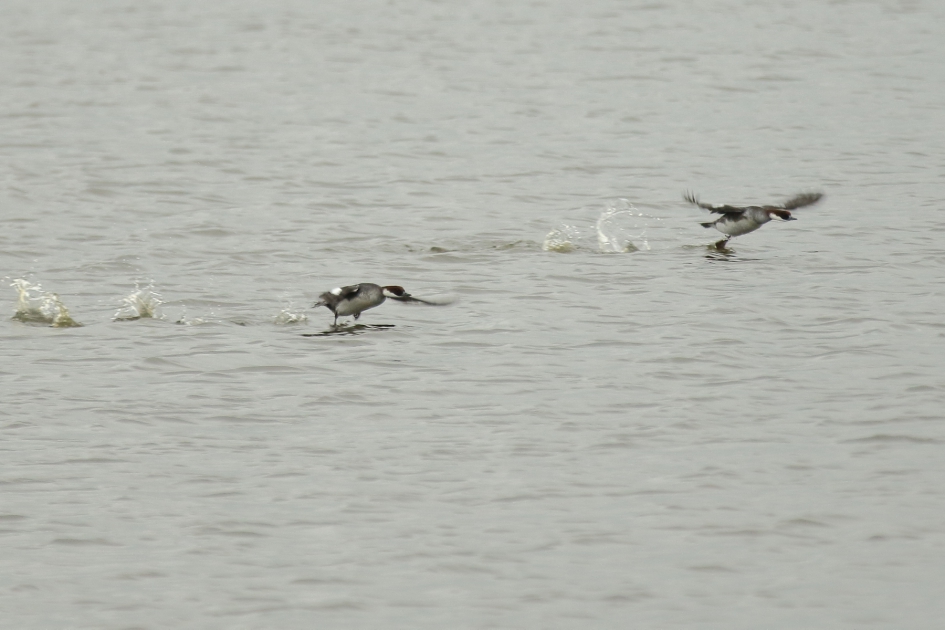vliegende nonnetjes - Vogels - nonnetje