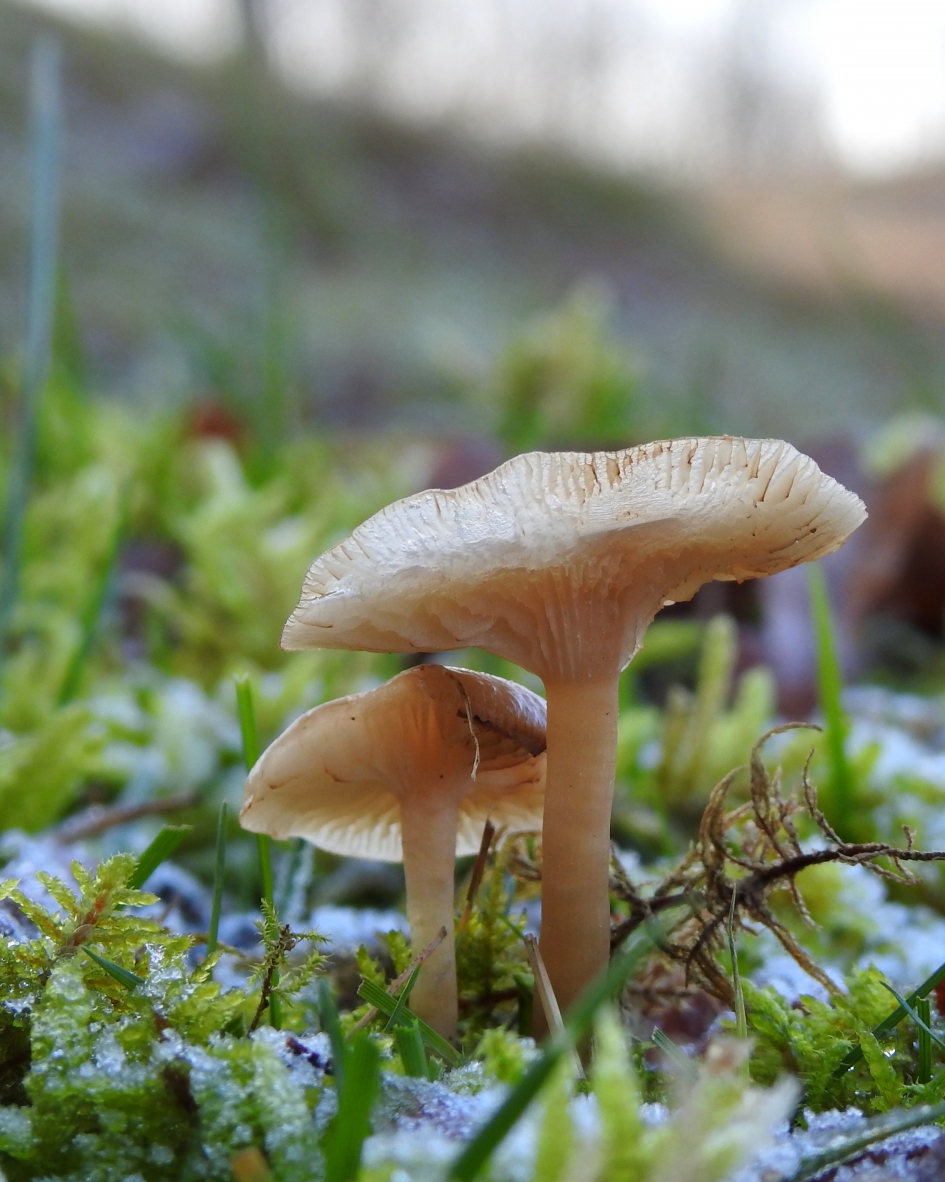 Volhouders - Schimmels - 