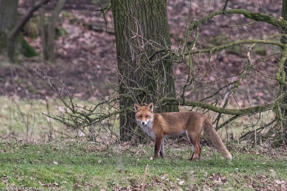 Vos - Zoogdieren - Vos
