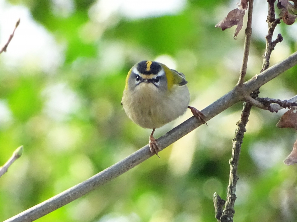 Vuurgoudhaantje - Vogels - vuurgoudhaan