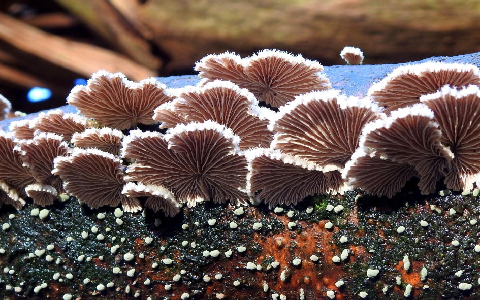 Waaiertjes - Schimmels - Waaiertje